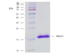 Novus Biologicals Recombinant Plant Apium graveolens 1.0101 His (C-Term) Protein 0.1 mg | Buy Online | Novus Biologicals&trade; | Fisher Scientific